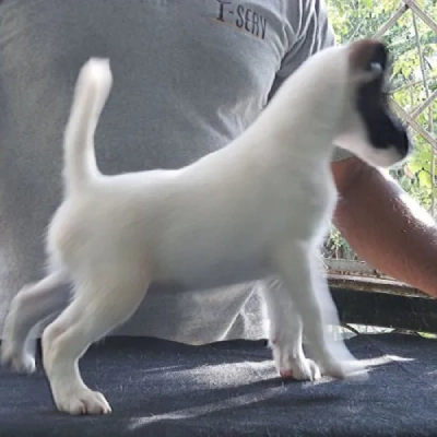 Smooth Fox Terrier puppies for sale in Ajmer