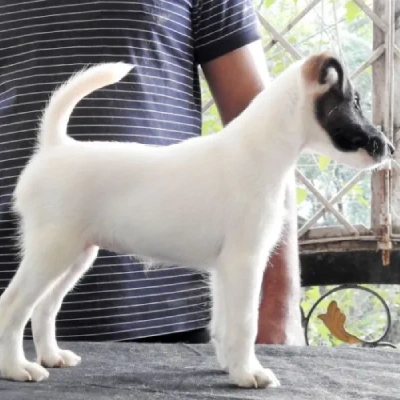 Smooth Fox Terrier puppies for sale in Ajmer