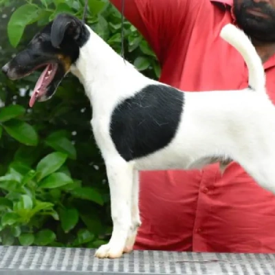 Smooth Fox Terrier puppies for sale in Ajmer