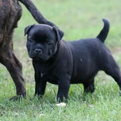 Staffordshire Bull Terrier

 puppies for sale in Ajmer