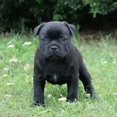 Staffordshire Bull Terrier

 puppies for sale in Ajmer