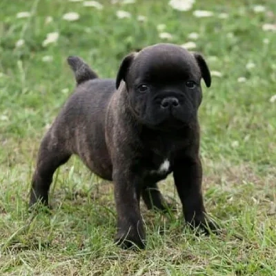 Staffordshire Bull Terrier

 puppies for sale in Ajmer