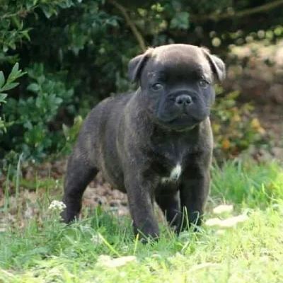 Staffordshire Bull Terrier

 puppies for sale in Ajmer