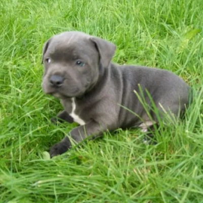 Staffordshire Bull Terrier

 puppies for sale in Ajmer