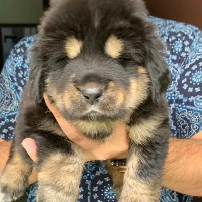 Tibetan Mastiff

 puppies for sale in Ajmer