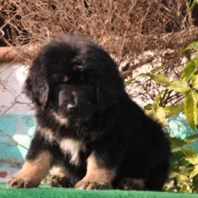 Tibetan Mastiff

 puppies for sale in Ajmer