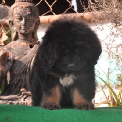 Tibetan Mastiff

 puppies for sale in Ajmer