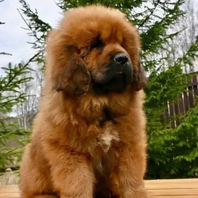 Tibetan Mastiff

 puppies for sale in Ajmer