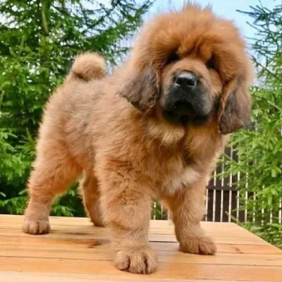Tibetan Mastiff

 puppies for sale in Ajmer