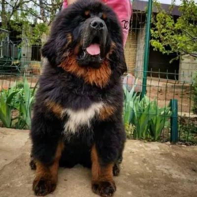 Tibetan Mastiff

 puppies for sale in Ajmer