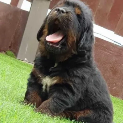 Tibetan Mastiff

 puppies for sale in Ajmer