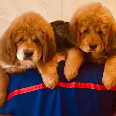 Tibetan Mastiff

 puppies for sale in Ajmer