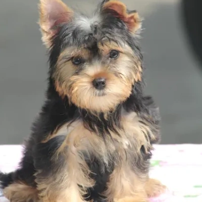 Yorkshire Terrier puppies for sale in Ajmer