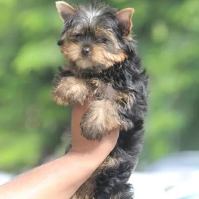 Yorkshire Terrier puppies for sale in Ajmer
