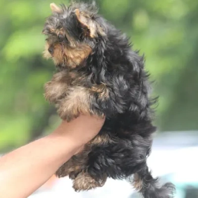 Yorkshire Terrier puppies for sale in Ajmer