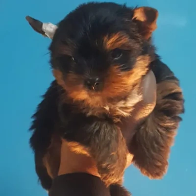 Yorkshire Terrier puppies for sale in Ajmer