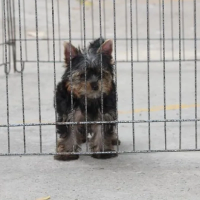 Yorkshire Terrier puppies for sale in Ajmer