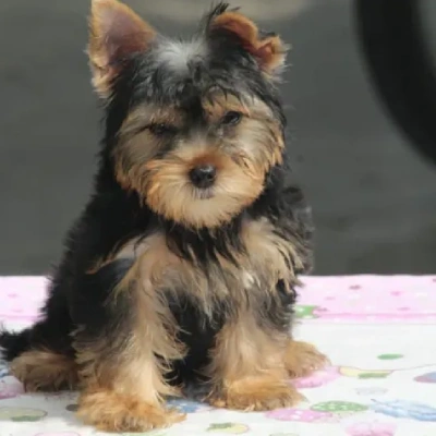 Yorkshire Terrier puppies for sale in Ajmer