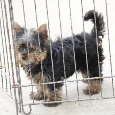 Yorkshire Terrier puppies for sale in Ajmer