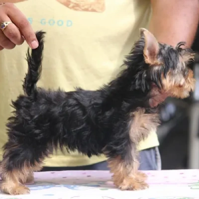 Yorkshire Terrier puppies for sale in Ajmer