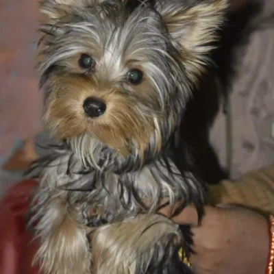 Yorkshire Terrier puppies for sale in Ajmer