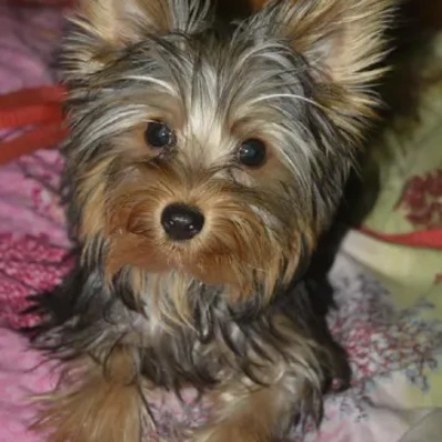 Yorkshire Terrier puppies for sale in Ajmer