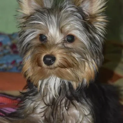 Yorkshire Terrier puppies for sale in Ajmer