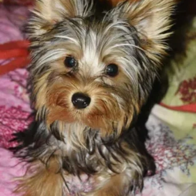 Yorkshire Terrier puppies for sale in Ajmer