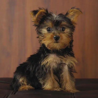 Yorkshire Terrier puppies for sale in Ajmer
