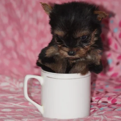 Yorkshire Terrier puppies for sale in Ajmer