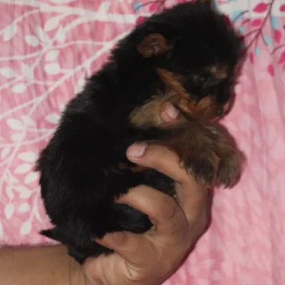 Yorkshire Terrier puppies for sale in Ajmer