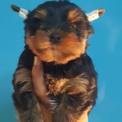 Yorkshire Terrier puppies for sale in Ajmer