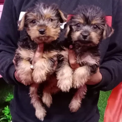 Yorkshire Terrier puppies for sale in Ajmer
