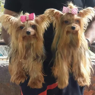 Yorkshire Terrier puppies for sale in Ajmer