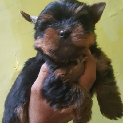 Yorkshire Terrier puppies for sale in Ajmer