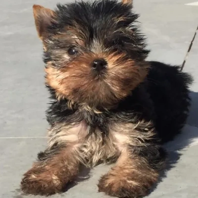 Yorkshire Terrier puppies for sale in Ajmer