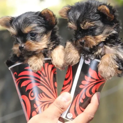 Yorkshire Terrier puppies for sale in Ajmer
