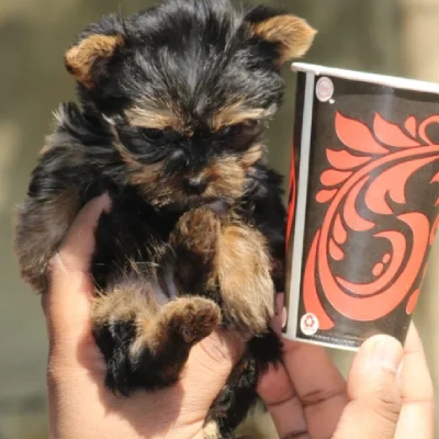 Yorkshire Terrier puppies for sale in Ajmer
