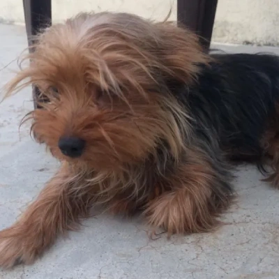 Yorkshire Terrier puppies for sale in Ajmer