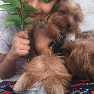 Yorkshire Terrier puppies for sale in Ajmer