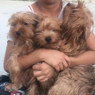 Yorkshire Terrier puppies for sale in Ajmer