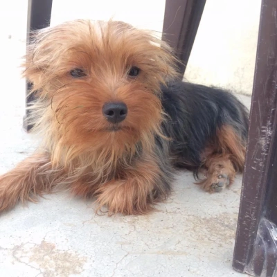 Yorkshire Terrier puppies for sale in Ajmer