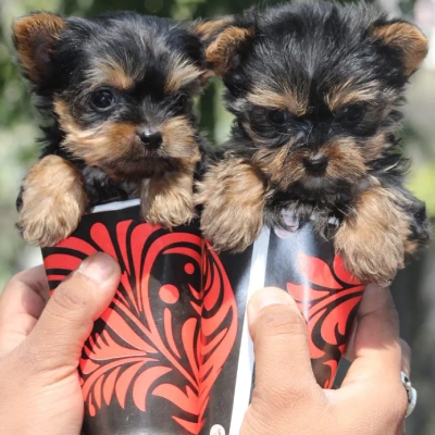 Yorkshire Terrier puppies for sale in Ajmer